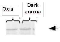 MME4 | Malic enzyme in the group Antibodies Plant/Algal / Chlamydomonas reinhardtii at Agrisera AB (Antibodies for research) (AS12 2617)